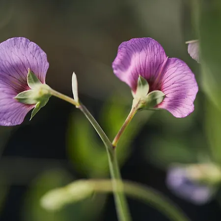 Lantställe Ca' Matilde Quattro Castella