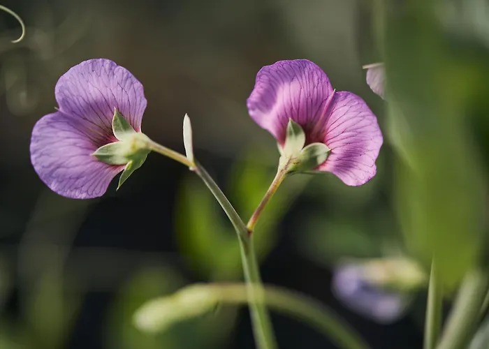 Casa di campagna Ca' Matilde Quattro Castella